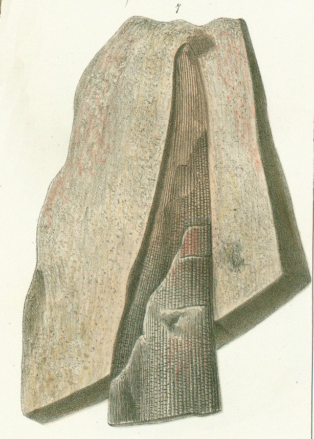 CTENACANTHUS TENUISTRIATUS SharkReferences